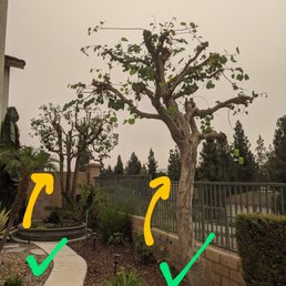 Nice job on the tree trimming.