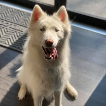 Brooklyn Unleashed - Pet Sitting Near Me - Brooklyn, New York Brooklyn Unleashed - Pet Sitting Near Me - Brooklyn, New York
