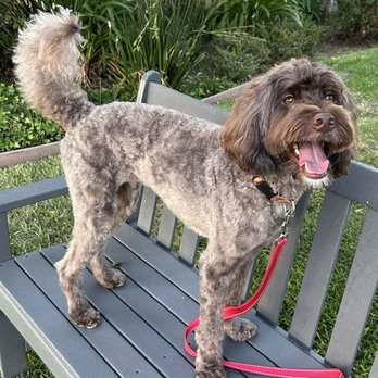 Bubbles Pet Spa - Pet Groomers Near Me - Encino, California Bubbles Pet Spa - Pet Groomers Near Me - Encino, California