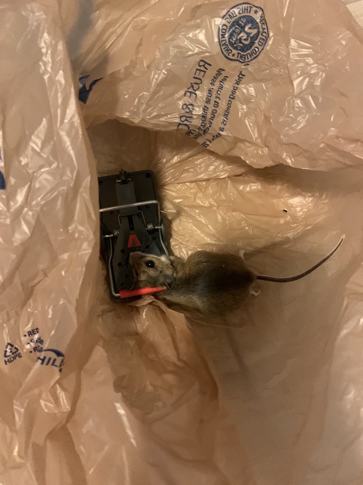 CEDAR LAKE 15 Photos 17400 Cedar Lake Cir, Northville, Michigan