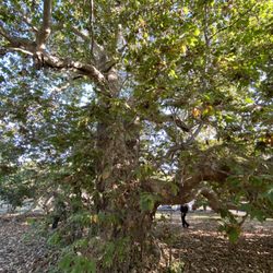 Portola Sycamore - Portola Sycamore lookin thick