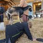 Photo of Original Goat Yoga- Oregon