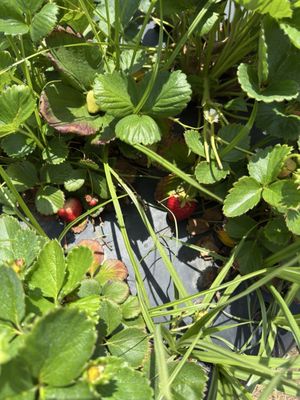 Family Farms by null