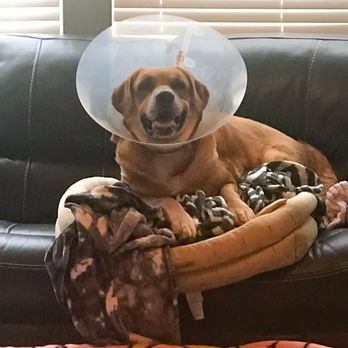 Banfield Pet Hospital - Selena, smiling, only one day after emergency surgery. - Veterinarians Near Me - Davis, California