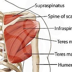 Amara Health Massage & Bodywork - Rotator cuff injury