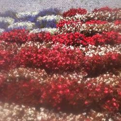 Nana's Plant Farm - Our "flowering" American flag