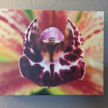 Bradley Schweit Photography - Orchid (color) on canvas. [Excuse my poor, crooked photo] - Session Photography Near Me
