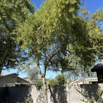 Premier Landscape & Tree Services - Before - Tree Services Near Me