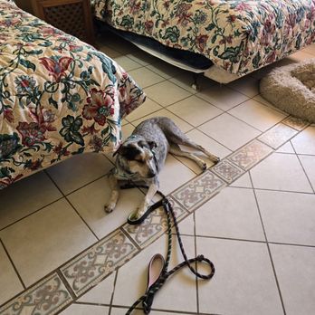 Half Way Inn - Nava (one of my dogs) relaxing after a walk. 50s style beds nearby. - Hotels Near Me - Guerrero Negro, BCS