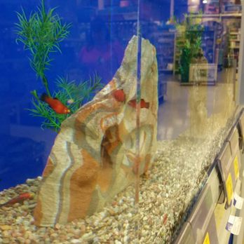 PetSmart Grooming - Fishies! - Pet Training Near Me - Paducah, Kentucky