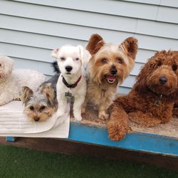 Playful Pups Doggy Daycare