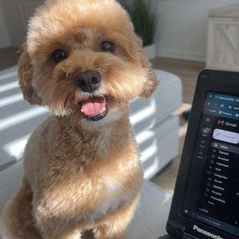 Super iDog Grooming - Freshly cut - Pet Groomers Near Me - Ontario, California