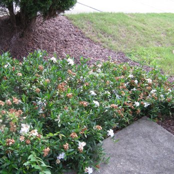 Yardnique - shrubs in multiple heights instead of keeping them at the same height - Landscaping Near Me - Morrisville, North Carolina