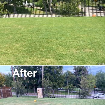 Gecko Green Lawn Care - Before May 11th 2020...I believe the first treatment was done and the after is today 9/8. Picture says it all. - Tree Services Near Me - Irving, Texas