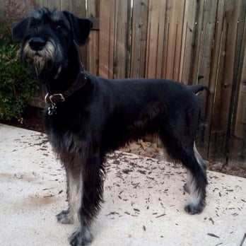 Skansen Kennel - Love our giant "Thor" - Pet Sitting Near Me - Sebastopol, California