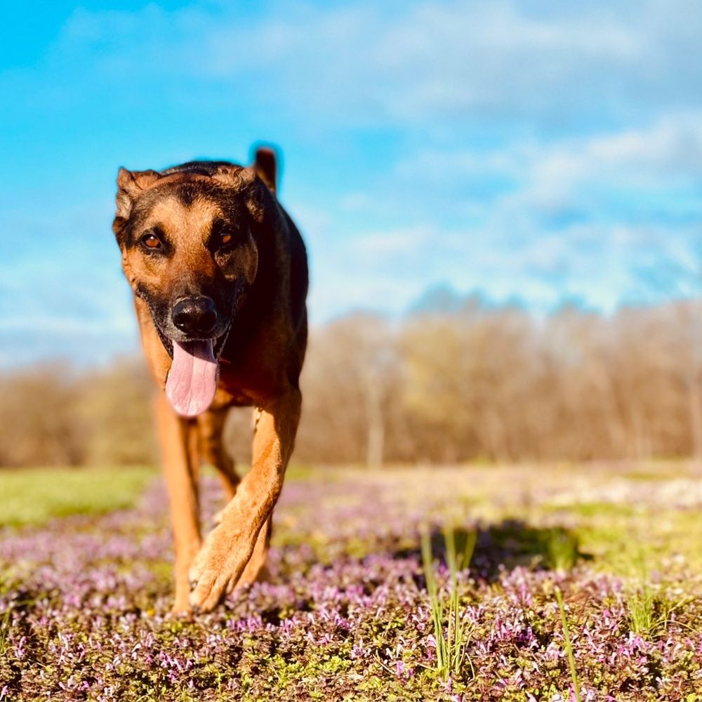 Haire Veterinary Clinic - Monsanto - Veterinarians Near Me - Jonesboro, Illinois