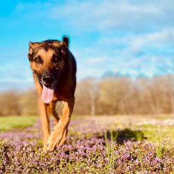 Haire Veterinary Clinic - Monsanto