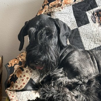 Less Stress Services - Pet Sitting Near Me