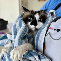 user provided Carolyn's Mobile Cat Grooming photo