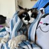 Carolyn's Mobile Cat Grooming gift card