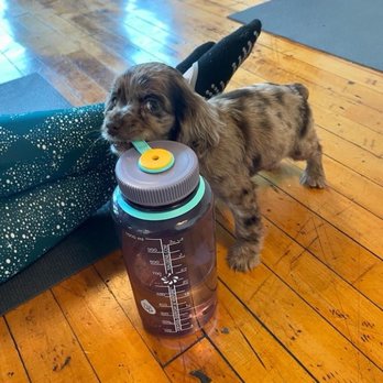The Puppy Sphere - Yoga Near Me - Chicago, Illinois