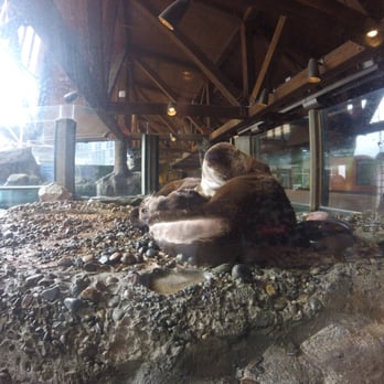 Seattle Aquarium - Aquariums Near Me - Seattle, Washington Seattle Aquarium - Aquariums Near Me - Seattle, Washington