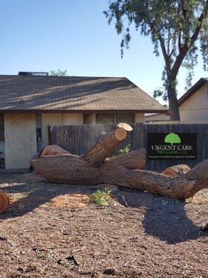 Tree Removal - Tree Removal Tree Removal - Tree Removal