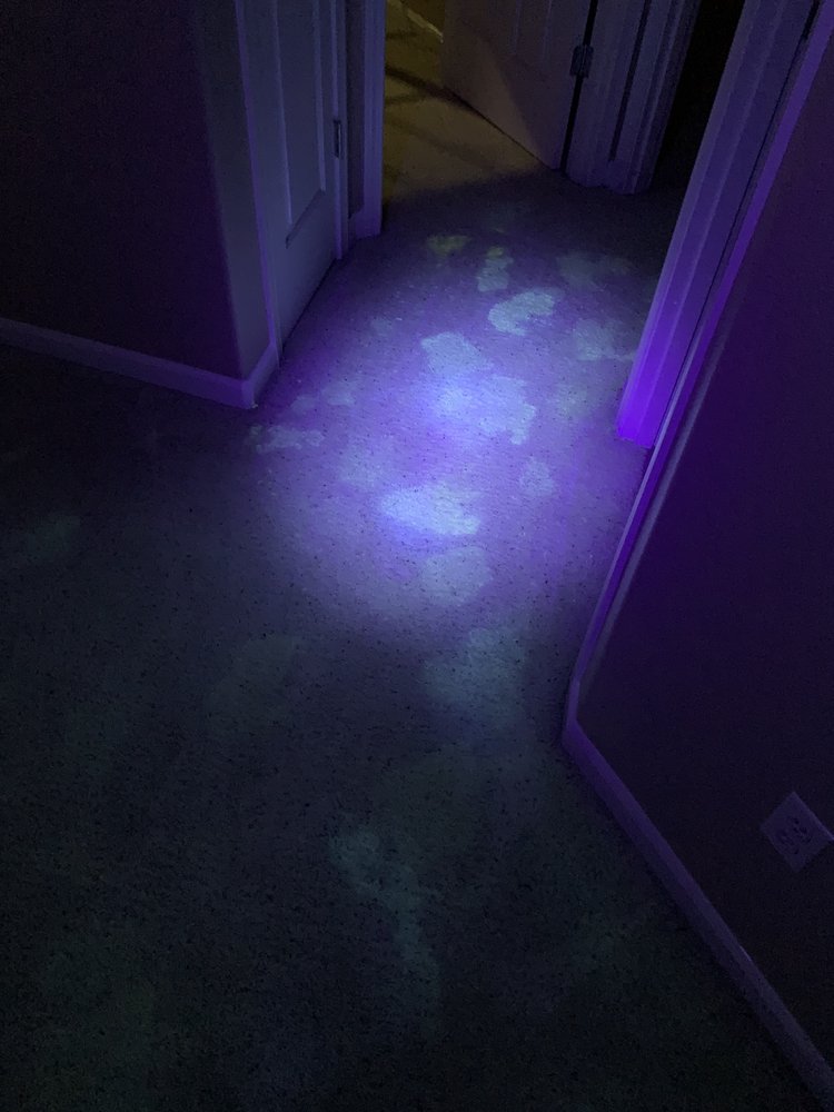 OB’S INCREDIBLE CARPET CLEANING 30 Photos & 12 Reviews 827 E 11th