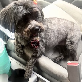 iPet Grooming - Pet Groomers Near Me - San Dimas, California iPet Grooming - Pet Groomers Near Me - San Dimas, California