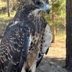 Badger Run Wildlife Rehab