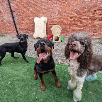 Downtown Pups - Pet Groomers Near Me - Hopewell, Virginia
