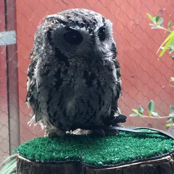 Wildlife Learning Center - Zeus, the blind screech owl. Inspiration for many works of art! - Zoos Near Me - Sylmar, California Wildlife Learning Center - Zeus, the blind screech owl. Inspiration for many works of art! - Zoos Near Me - Sylmar, California