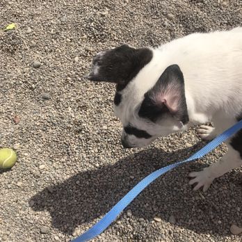 Indianapolis Animal Care Services - Why are you taking pictures and not playing - Animal Shelters Near Me - Indianapolis, Indiana