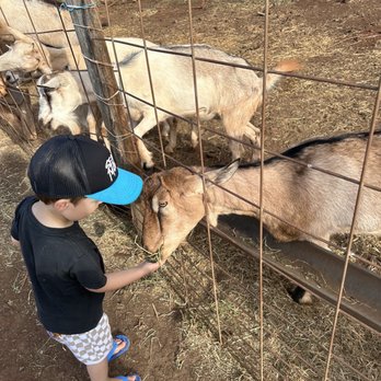 Surfing Goat Dairy - No worries about any of them biting. - Cheese Shops Near Me - Kula, Hawaii Surfing Goat Dairy - No worries about any of them biting. - Cheese Shops Near Me - Kula, Hawaii