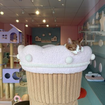 Kitty Bubble Cafe & Bar - Kitty - Cafes Near Me - Columbus, Ohio Kitty Bubble Cafe & Bar - Kitty - Cafes Near Me - Columbus, Ohio