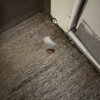 Solara Inn and Suites - Dead roach amongst debris that I have no idea how long it's been there . - Hotels Near Me - Anaheim, California
