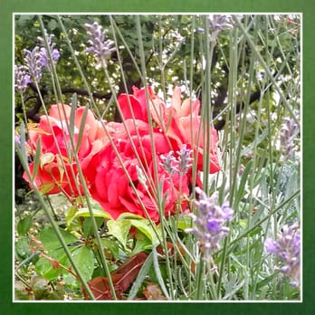 Stil' leben Blumen - Florists Near Me - Berlin, BE