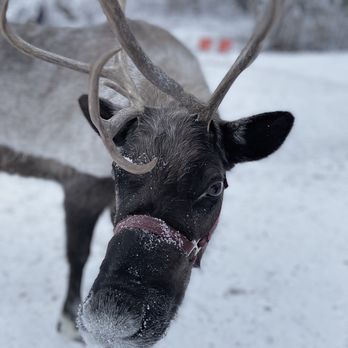 Running Reindeer Ranch - Walking Tours Near Me - Fairbanks, Alaska