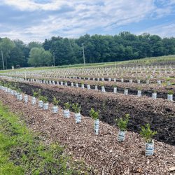 New varieties getting planted