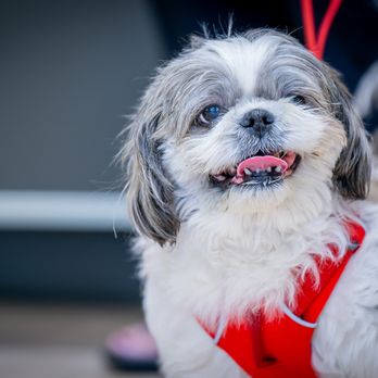 WestVet Meridian 24/7 Animal Emergency & Specialty Center - Veterinarians Near Me - Meridian, Idaho WestVet Meridian 24/7 Animal Emergency & Specialty Center - Veterinarians Near Me - Meridian, Idaho