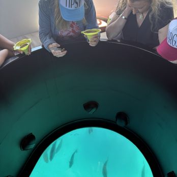 Catalina Adventure Tours - Looking into the glass bottom of the boat. - Tours Near Me - Avalon, California Catalina Adventure Tours - Looking into the glass bottom of the boat. - Tours Near Me - Avalon, California