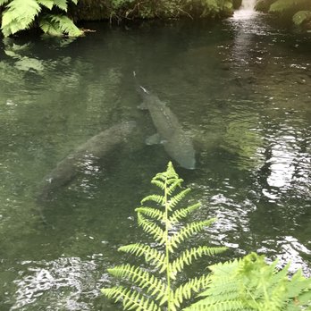 Bonneville Dam Fish Hatchery - Aquariums Near Me - Cascade Locks, Oregon