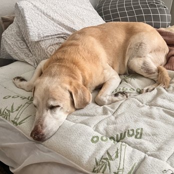Whiskers n' Ruffs - Pet Sitting Near Me - Ocala, Florida Whiskers n' Ruffs - Pet Sitting Near Me - Ocala, Florida