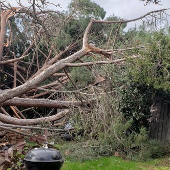 Atlas Tree - East Bay - tree into home #2 (neighbors) - Tree Services Near Me - Pacheco, California Atlas Tree - East Bay - tree into home #2 (neighbors) - Tree Services Near Me - Pacheco, California