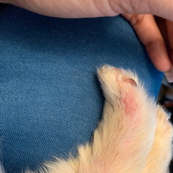 Southeast Pet Hospital - Puppies skin from severe fleas. - Veterinarians Near Me - Whittier, California Southeast Pet Hospital - Puppies skin from severe fleas. - Veterinarians Near Me - Whittier, California