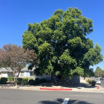 A&J Tree - Before - Tree Services Near Me