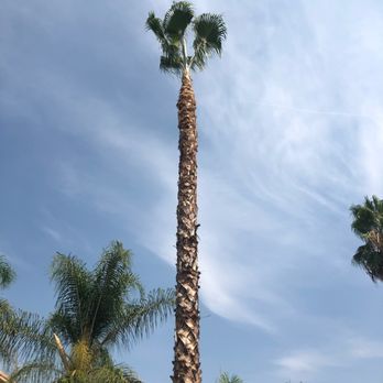 Menifee Tree Service - Palm Tree Trimming - Tree Services Near Me Menifee Tree Service - Palm Tree Trimming - Tree Services Near Me