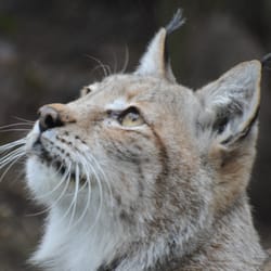 Wildwood Trust