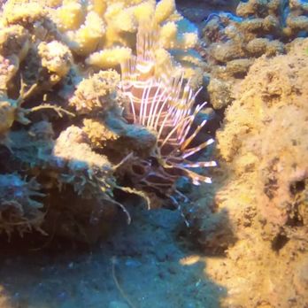 Garden Isle Divers - Hawaiian Red Lionfish - Boat Charters Near Me Garden Isle Divers - Hawaiian Red Lionfish - Boat Charters Near Me