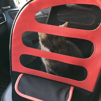 Chateau Veterinary Hospital - Happy cat leaving the vet - Veterinarians Near Me - Kenner, Louisiana Chateau Veterinary Hospital - Happy cat leaving the vet - Veterinarians Near Me - Kenner, Louisiana